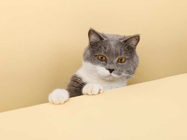 Un simpatico gatto grigio su sfondo giallo che dà una occhiata Uno spazio vuoto della copia