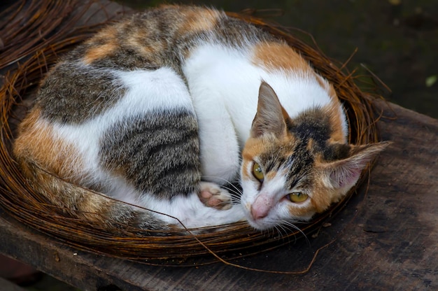 Un simpatico gatto locale con il naso rosa che dorme in un mucchio di filo arrugginito