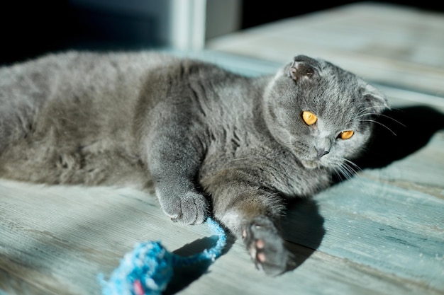 Un simpatico gatto Scottish Fold grigio sdraiato sul pavimento