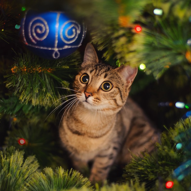 Un simpatico gatto seduto su un albero vicino alle decorazioni natalizie e guardando la ghirlanda.