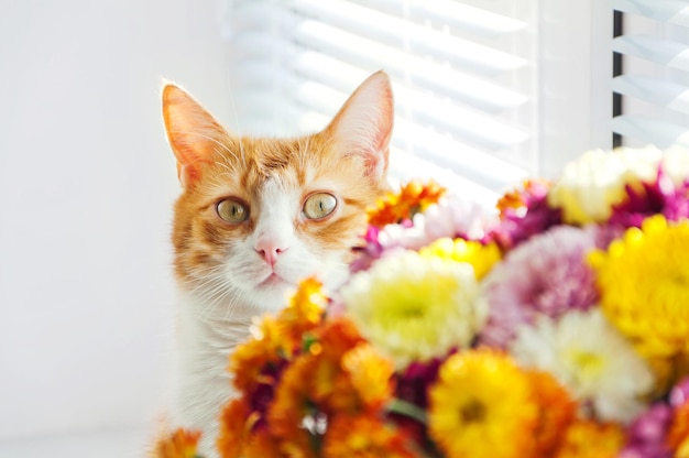 Un simpatico gatto soriano bianco e zenzero dietro un mazzo di fiori sfocati gialli e arancioni