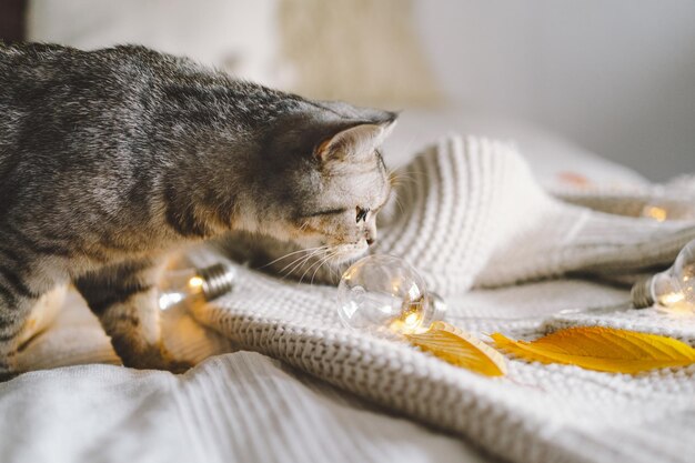 Un simpatico gatto su un maglione morbido su un letto con ghirlanda decorativa Concetti autunnali o invernali Concetto Hygge