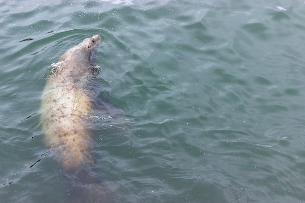 Un simpatico leone marino baffuto nuota nell'acqua sporca