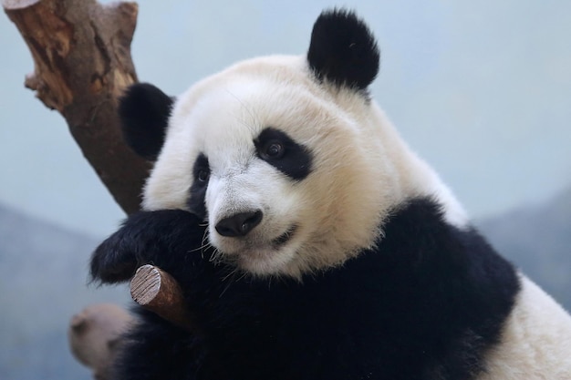 Un simpatico panda si siede su un albero nella foresta