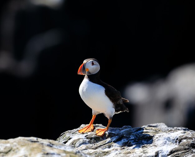 Un simpatico puffino atlantico si rilassa sotto la calda luce del sole sulle isole Farne in Inghilterra