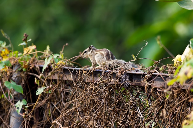 Un simpatico scoiattolo nel suo habitat naturale su uno sfondo verde