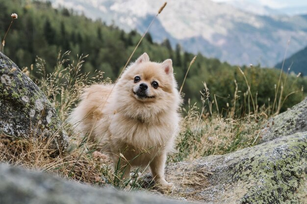 Un simpatico spitz allegro in piedi sulle pietre in montagna cane felice sullo sfondo della natura