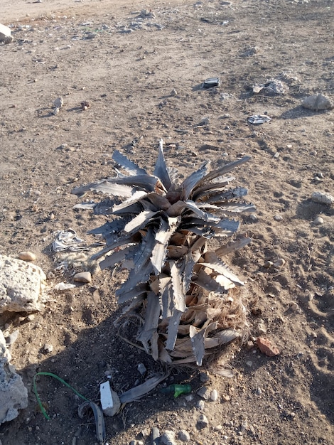 Un singolo albero in piedi da solo con cielo blu ed erba