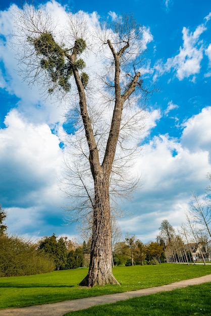 Un singolo albero in piedi da solo con cielo blu ed erba