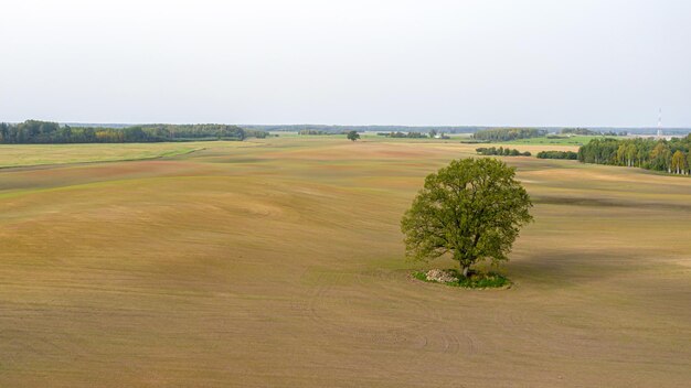 Un singolo albero nel mezzo di un campo arato marrone