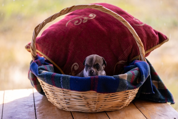 Un singolo cucciolo seduto in un cesto di vimini con un cuscino rosso