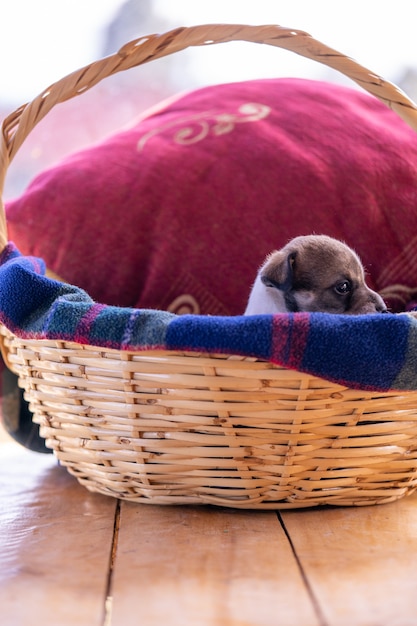 Un singolo cucciolo seduto in un cesto di vimini con un cuscino rosso