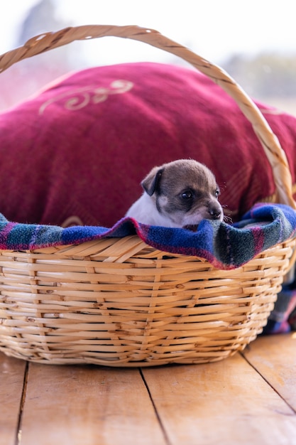 Un singolo cucciolo seduto in un cesto di vimini con un cuscino rosso