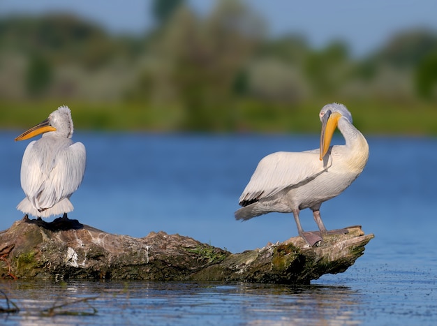 Un singolo e una coppia di pellicano dalmata (Pelecanus crispus)