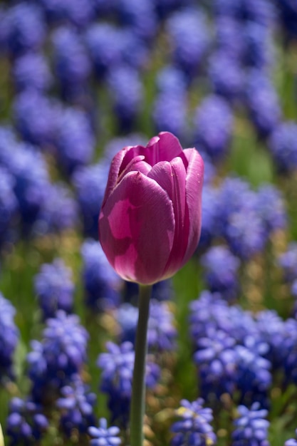 Un singolo fiore di tulipano colorato fiorisce nel giardino primaverile