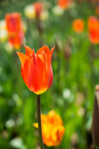 Un singolo fiore di tulipano in primavera