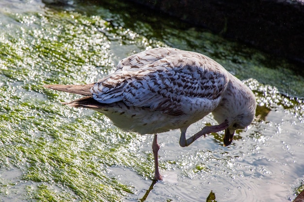 Un singolo gabbiano si trova sulla riva del mare