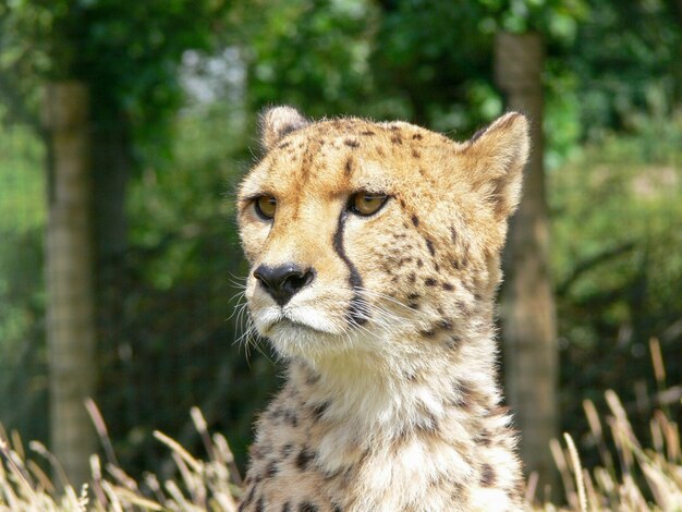 Un singolo ghepardo all'aperto in un ambiente zoo