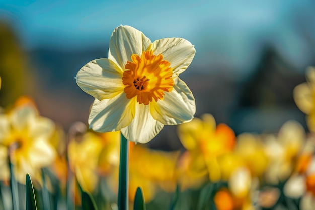 Un singolo narcisi vibrante si distingue in un campo di fiori gialli con uno sfondo sfocato in