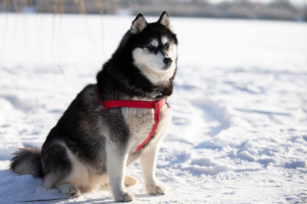 Un soffice cane husky si siede nella neve e guarda la telecamera.