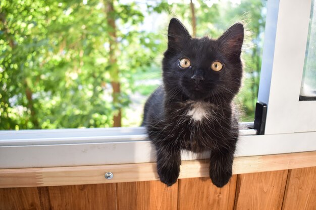 Un soffice gattino nero sta camminando sul davanzale della finestra sul balcone. Un gattino esce da una finestra aperta.