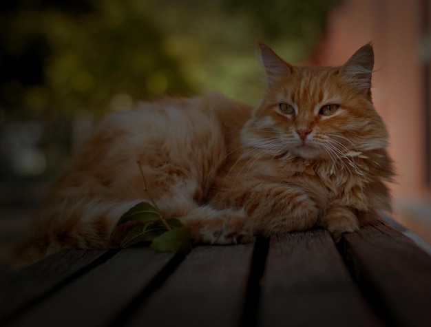 Un soffice gatto di strada rosso in un parco autunnale su una panchina si crogiola nella scarsa luce solare dell'estate in uscita