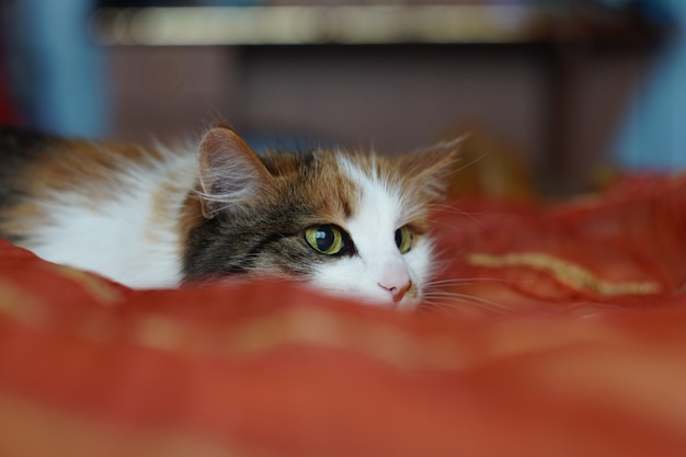 Un soffice gatto domestico macchiato con gli occhi verdi giace su una coperta arancione. Il gatto distoglie lo sguardo scherzosamente. Pupille dilatate.