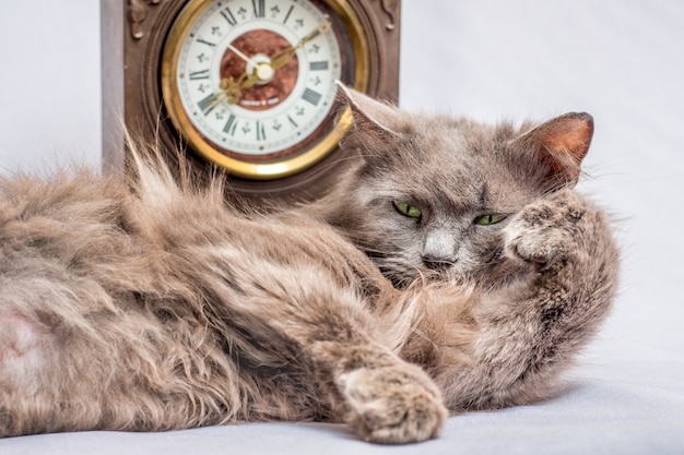 Un soffice gatto pigro giace vicino all'orologio. È ora di alzarsi e andare al lavoro