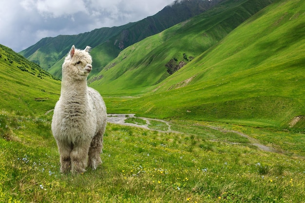 Un soffice lama bianco si erge in alto sulle montagne e guarda in basso sulla valle