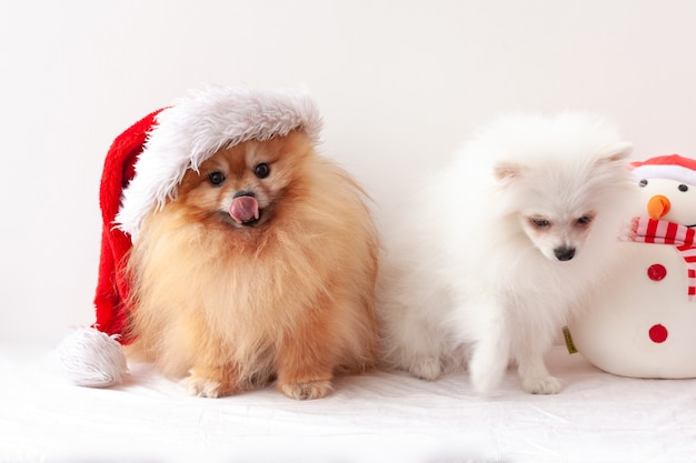 Un soffice Pomerania siede in un cappello di Babbo Natale, accanto a un cucciolo di Pomerania bianco e un pupazzo di neve