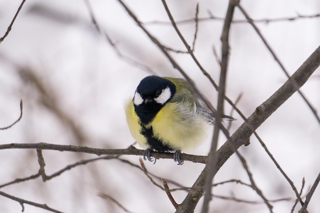 Un soffice uccello tomtit sull'albero