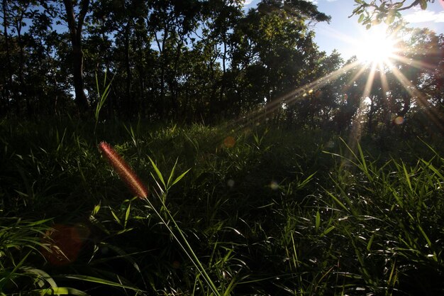 Un sole splende attraverso gli alberi nella foresta