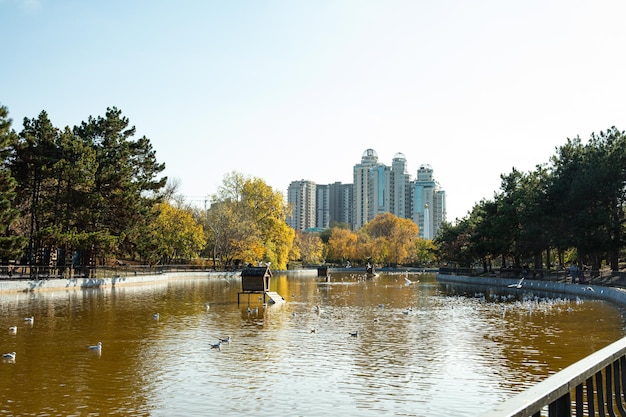 Un soleggiato parco autunnale in una grande città con un bellissimo lago