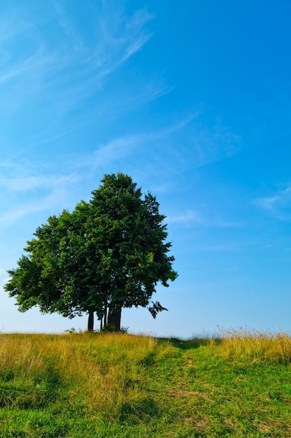 Un solitario albero verde contro un cielo blu