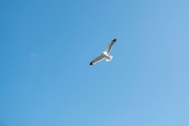 Un solitario gabbiano vola sopra il cielo blu Gabbiano a caccia di pesci sul mare