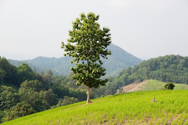 Un solo albero in una risaia