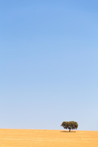 Un solo albero sul campo contro un cielo limpido