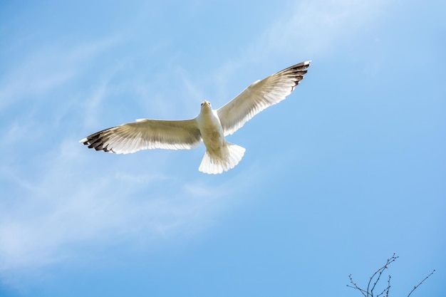 Un solo gabbiano che vola in un cielo nuvoloso