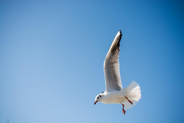 Un solo gabbiano che vola nel cielo