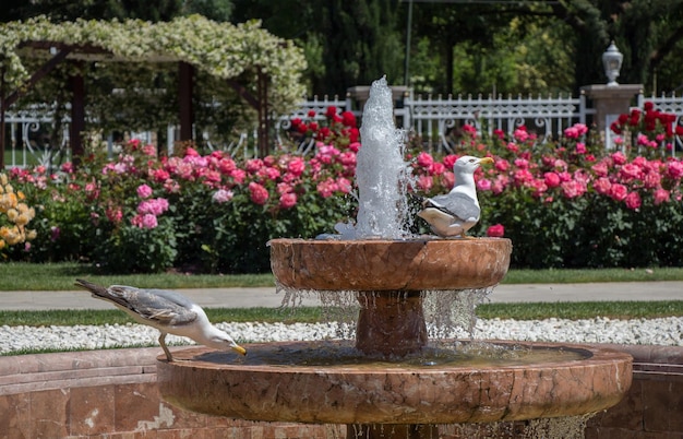 Un solo gabbiano nel parco