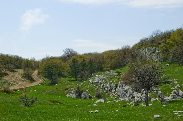 Un suggestivo paesaggio di campo estivo panoramico Montagne della Crimea Penisola di Crimea La penisola fu annessa alla Federazione Russa Ucraina