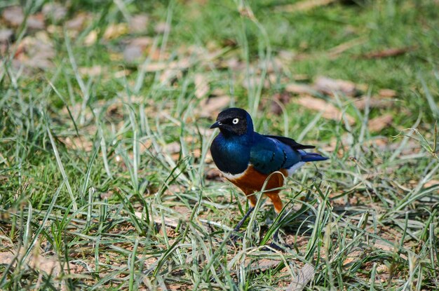 Un superbo Starling lamprotornis superbus in piedi sull'erba Kenya