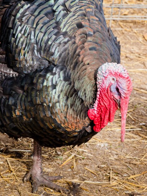 Un tacchino ruspante del Ringraziamento proveniente da una fattoria biologica in Colorado.