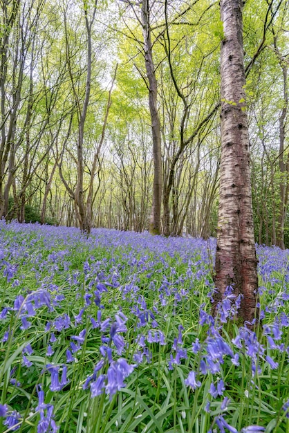 Un tappeto di Sussex Bluebells