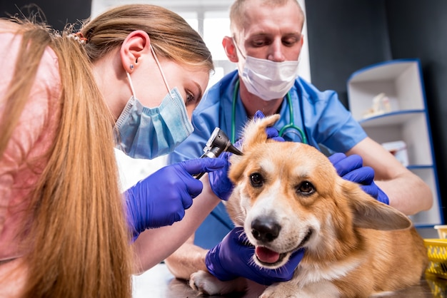 Un team di veterinari esamina le orecchie di un cane corgi malato usando un otoscopio