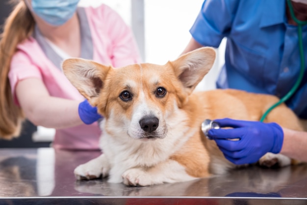 Un team di veterinari esamina un cane corgi malato usando uno stetoscopio