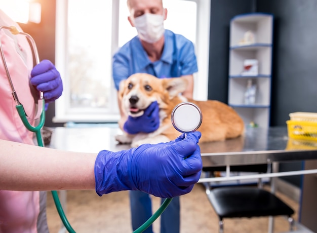 Un team di veterinari esamina un cane corgi malato usando uno stetoscopio