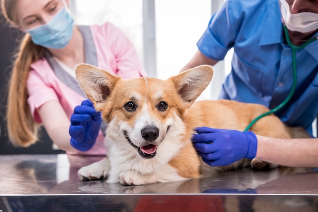 Un team di veterinari esamina un cane corgi malato usando uno stetoscopio