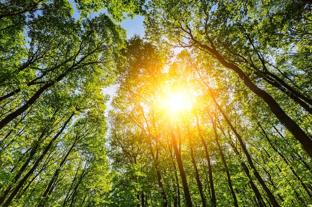 Un tetto di foresta verde intenso con una calda luce solare. Portato fuori con un 5D mark III.