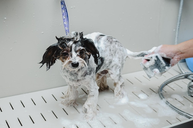 Un toelettatore lava un piccolo cane